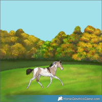 Horse Color:Liver Red Dun Tobiano Appaloosa Rabicano 