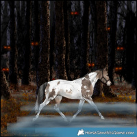 Horse Color:White Spotted Bay Dun Tobiano Rabicano