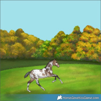 Horse Color:White Spotted Bay Dun Appaloosa Rabicano