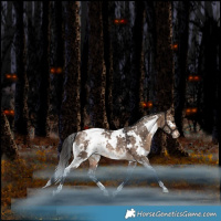 Horse Color:White Spotted Bay Dun Snowcap Rabicano