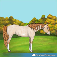 Horse Color:Red Dun Roan Splash Frame Rabicano 