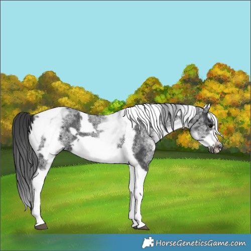 Horse Color:White Spotted Black Splash Tobiano Frame Appaloosa