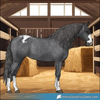 Horse Color:Black Varnish Rabicano 
