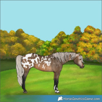 Horse Color:Gray Silver Brown Dun Appaloosa 