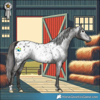 Horse Color:Gray Black Appaloosa 
