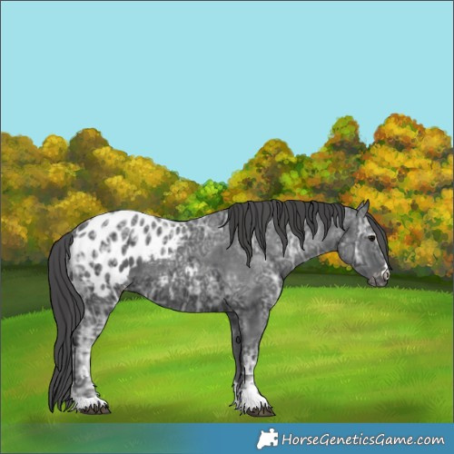 Horse Color:Black Ice Appaloosa 