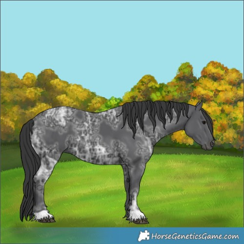 Horse Color:Black Ice 