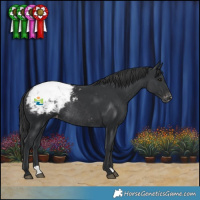 Horse Color:Black Appaloosa Rabicano 