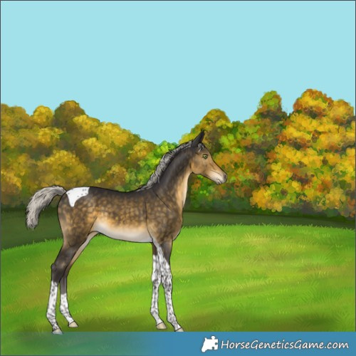 Horse Color:Silver Buckskin Tobiano 