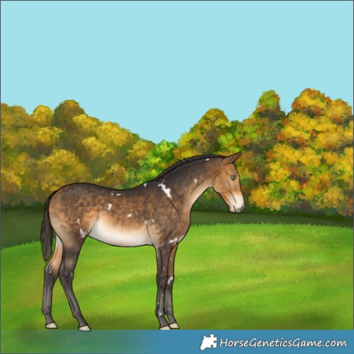 Horse Color:White Spotted Buckskin Rabicano