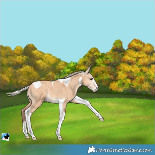 Horse Color:Silver Bay Dun Tobiano Rabicano Brindle 
