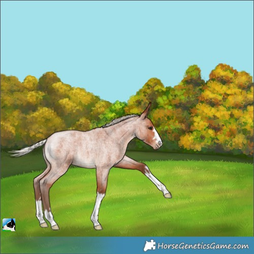 Horse Color:Silver Bay Roan