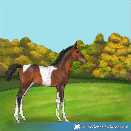 Horse Color:Brown Tobiano 
