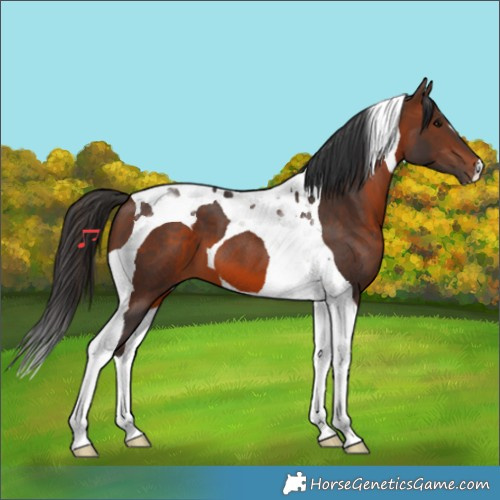 Horse Color:Brown Tobiano 