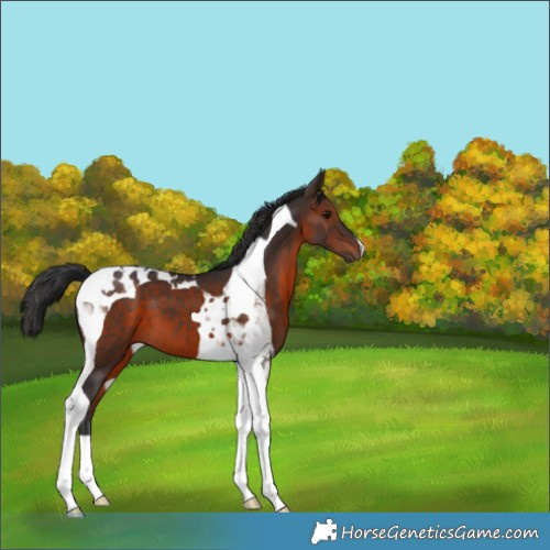 Horse Color:Brown Tobiano