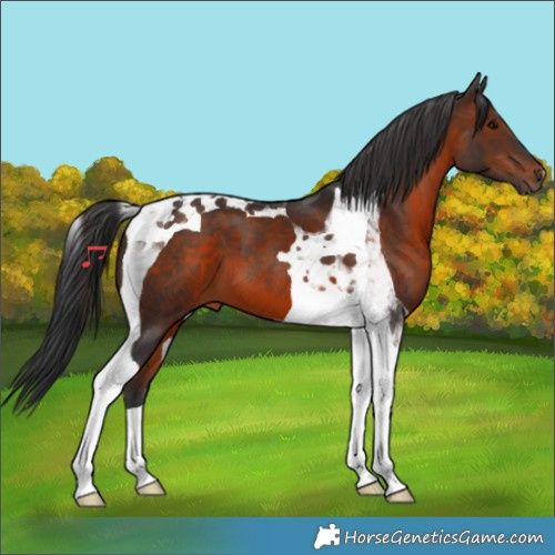 Horse Color:Brown Tobiano 