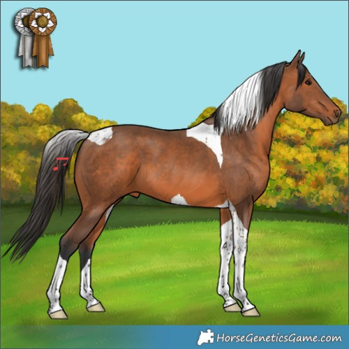 Horse Color:Bay Tobiano 