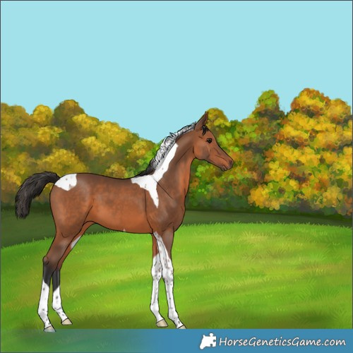 Horse Color:Bay Tobiano