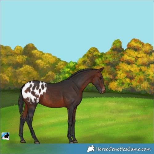 Horse Color:Bay Appaloosa
