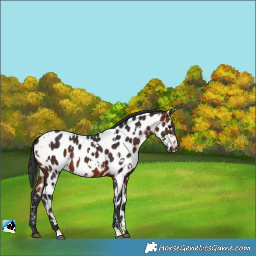 Horse Color:White Spotted Bay Appaloosa 