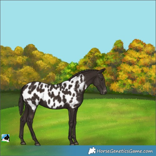 Horse Color:Liver Chestnut Appaloosa