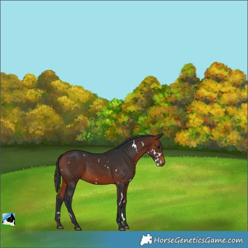 Horse Color:White Spotted Bay