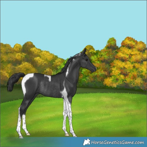 Horse Color:Black Tobiano Rabicano 