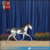 Horse Color:Black Splash Rabicano 