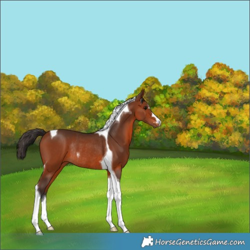 Horse Color:Bay Tobiano Rabicano 