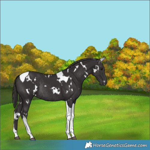 Horse Color:White Spotted Smoky Black Tobiano Rabicano 