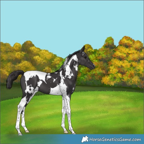 Horse Color:White Spotted Smoky Black Tobiano 