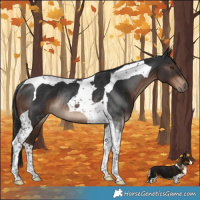Horse Color:Liver Chestnut Tobiano Rabicano