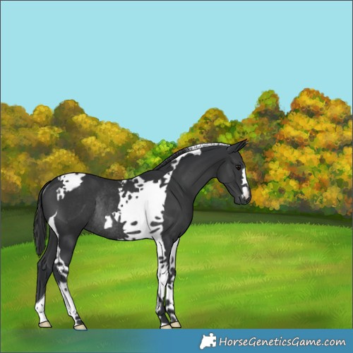Horse Color:Black Tobiano Rabicano 