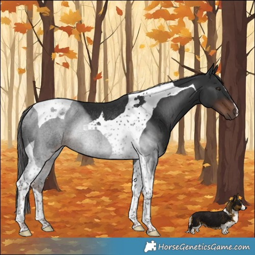 Horse Color:Liver Chestnut Tobiano Rabicano 