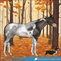 Horse Color:Liver Chestnut Tobiano Rabicano 