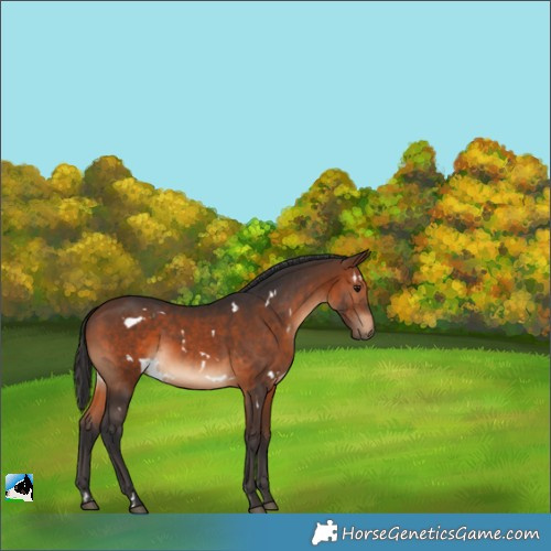 Horse Color:White Spotted Brown