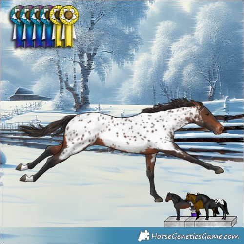 Horse Color:Brown Appaloosa Rabicano 