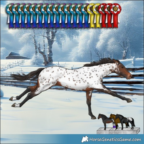 Horse Color:Brown Near Leopard Rabicano 