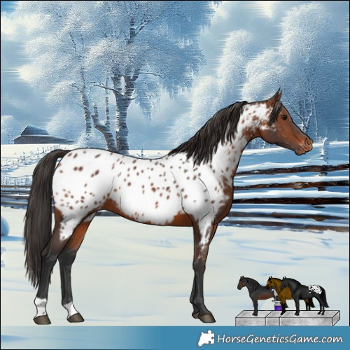 Horse Color:Brown Appaloosa Rabicano