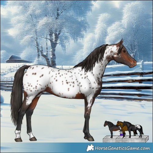 Horse Color:Brown Appaloosa Rabicano 