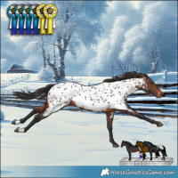 Horse Color:Brown Appaloosa Rabicano