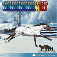 Horse Color:Brown Near Leopard Rabicano
