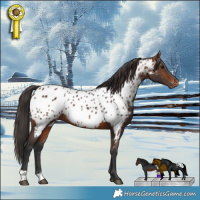 Horse Color:Brown Appaloosa Rabicano