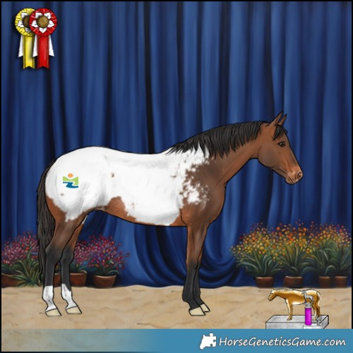 Horse Color:Bay Appaloosa Rabicano 