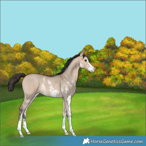 Horse Color:Bay Dun Sabino 