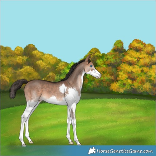 Horse Color:Bay Dun Splash 