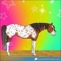 Horse Color:Bay Splash Appaloosa