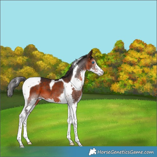 Horse Color:Brown Splash Tobiano 