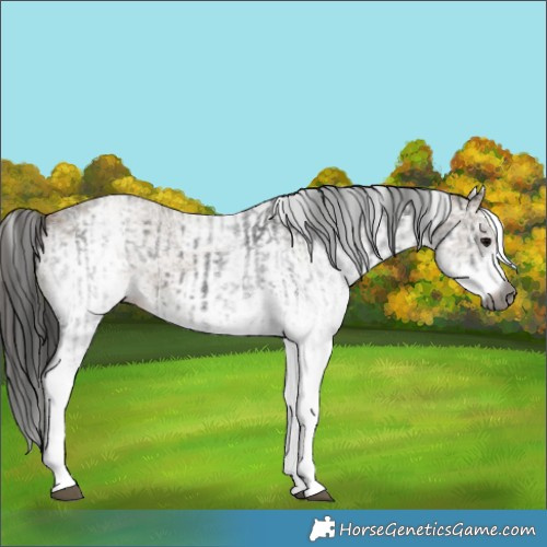 Horse Color:Gray White Spotted Black and Gray White Spotted Classic Champagne