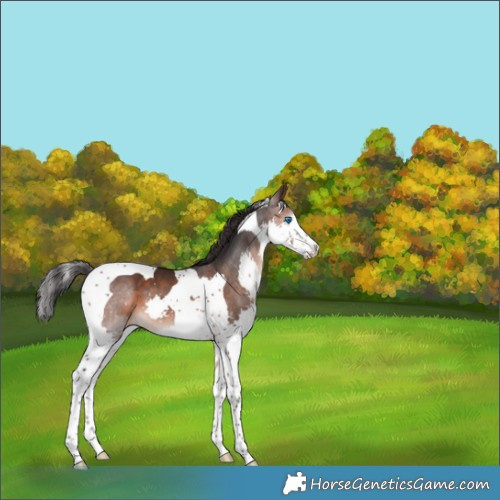 Horse Color:Brown Splash Tobiano 